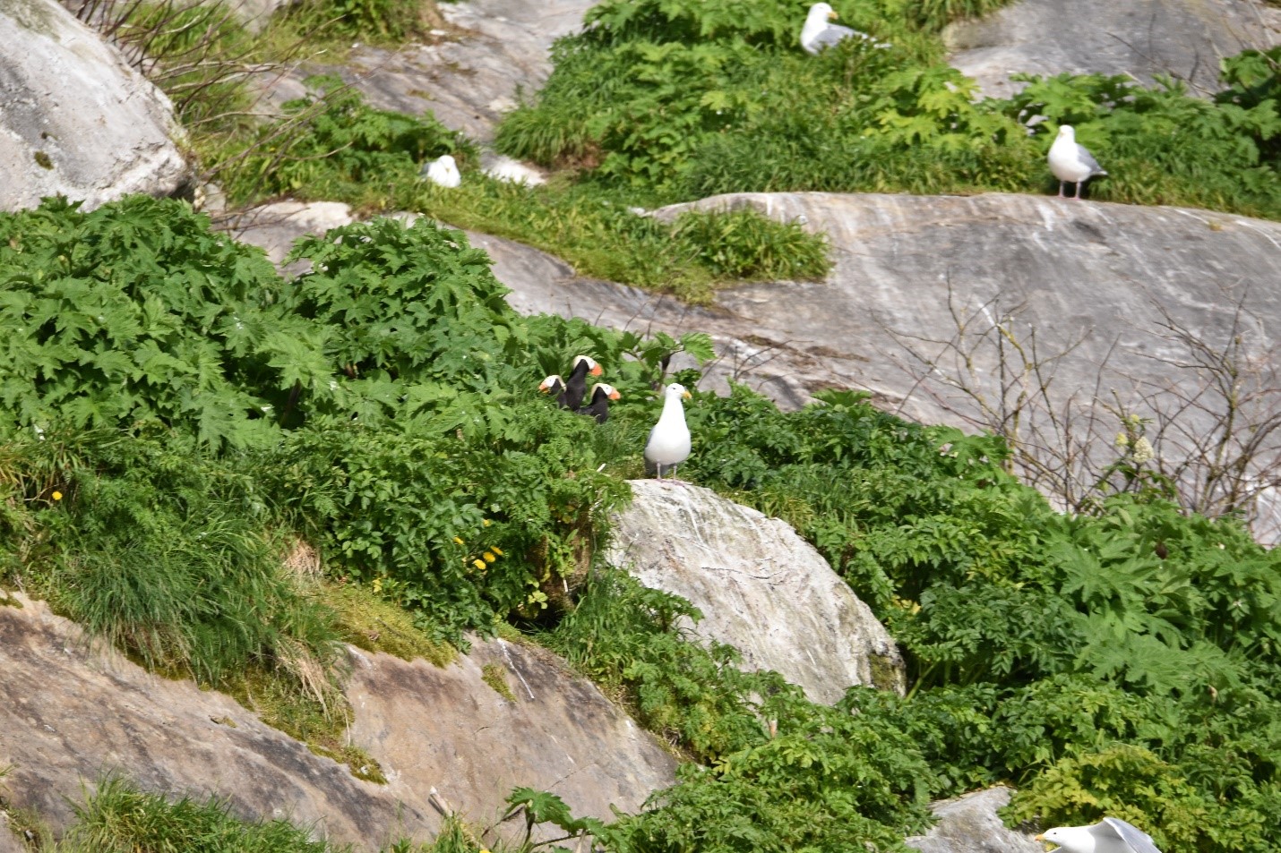 Puffins like to live in burrows near the edges of cliffs.